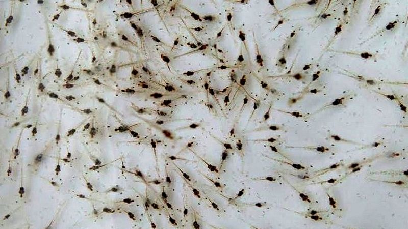 Những Tiêu Chuẩn Lựa Chọn Tôm Giống Chất Lượng